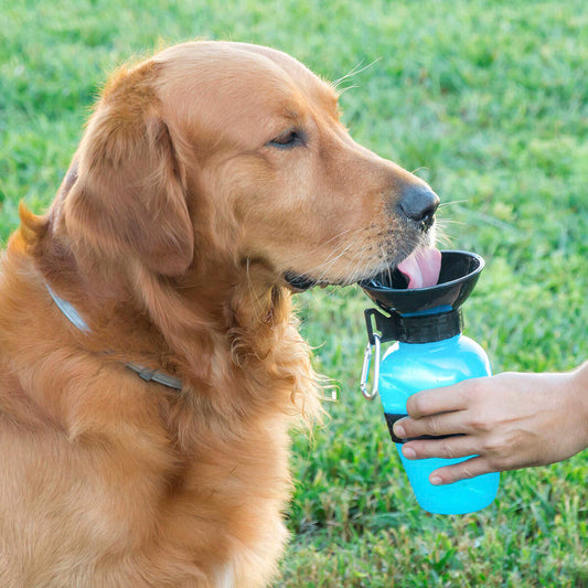 Garrafa Bebedouro de Água para Cães InnovaGoods